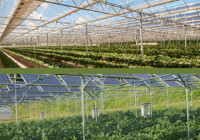 Agrovoltaico